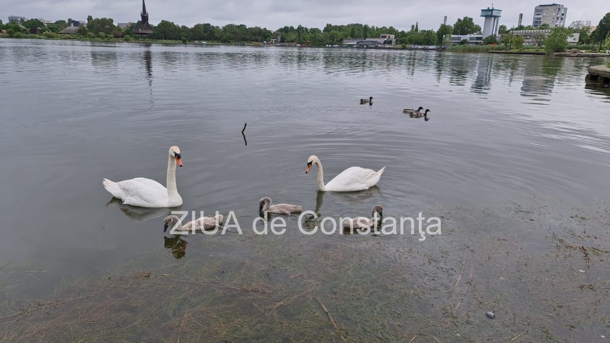 imaginea zilei familie de lebede surprinsa pe lacul tabacarie din constanta 748350 imaginea zilei familie de lebede surprinsa pe lacul tabacarie din constanta 748350