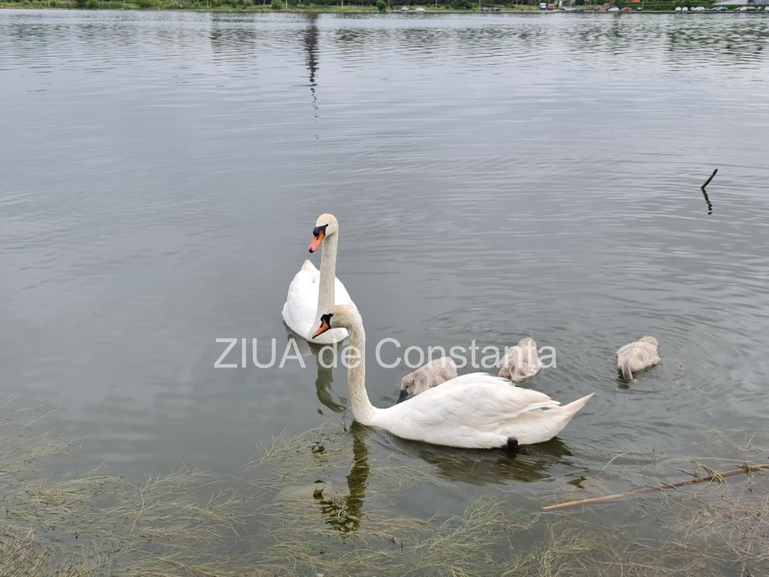 imaginea zilei familie de lebede surprinsa pe lacul tabacarie din constanta 748350 imaginea zilei familie de lebede surprinsa pe lacul tabacarie din constanta 748350
