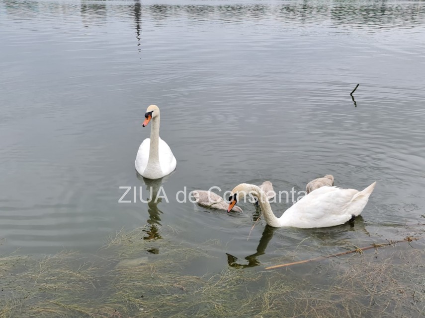imaginea zilei familie de lebede surprinsa pe lacul tabacarie din constanta 748350 imaginea zilei familie de lebede surprinsa pe lacul tabacarie din constanta 748350
