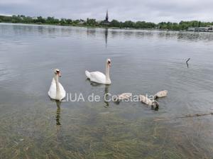 Imaginea zilei Familie de lebede, surprinsă pe Lacul Tăbăcărie din Constanța 