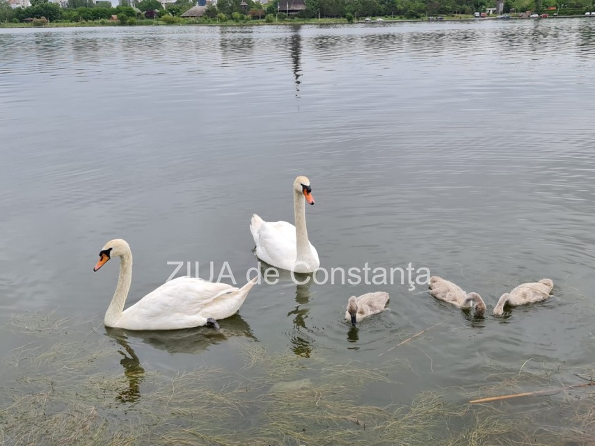 imaginea zilei familie de lebede surprinsa pe lacul tabacarie din constanta 748350 imaginea zilei familie de lebede surprinsa pe lacul tabacarie din constanta 748350
