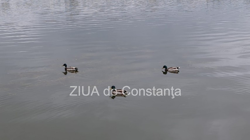 imaginea zilei familie de lebede surprinsa pe lacul tabacarie din constanta 748350 imaginea zilei familie de lebede surprinsa pe lacul tabacarie din constanta 748350
