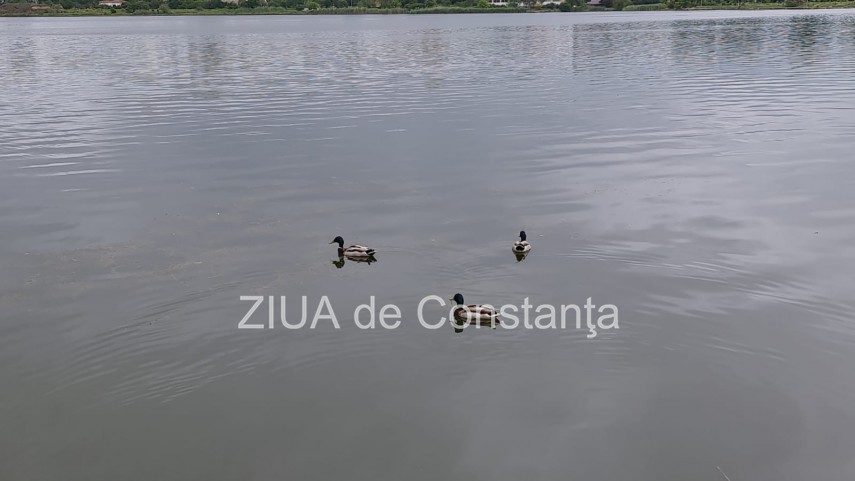 imaginea zilei familie de lebede surprinsa pe lacul tabacarie din constanta 748350 imaginea zilei familie de lebede surprinsa pe lacul tabacarie din constanta 748350