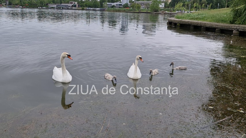 imaginea zilei familie de lebede surprinsa pe lacul tabacarie din constanta 748350 imaginea zilei familie de lebede surprinsa pe lacul tabacarie din constanta 748350
