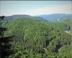 Romsilva adoptă măsuri suplimentare pentru prevenirea și stingerea incendiilor în fondul forestier