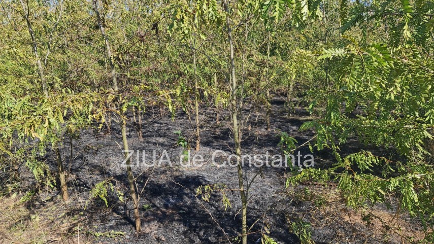 incendiu in padurea de la murfatlar judetul constanta 756929 incendiu in padurea de la murfatlar judetul constanta 756929