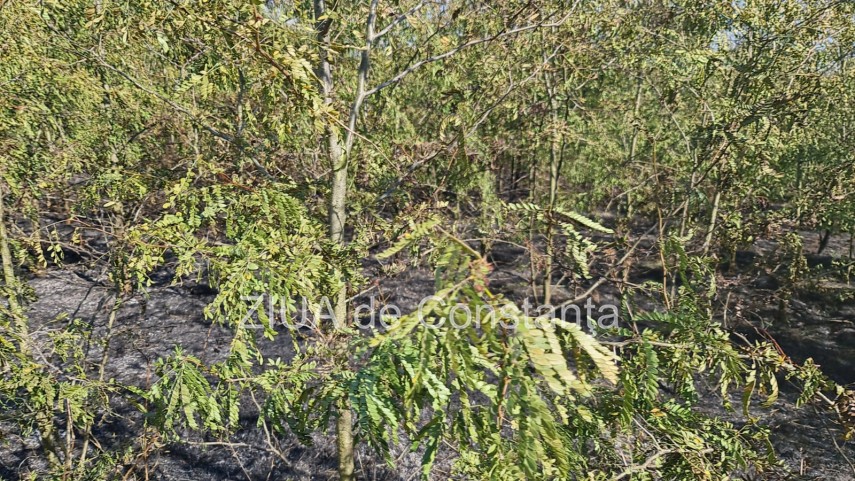 incendiu in padurea de la murfatlar judetul constanta 756929 incendiu in padurea de la murfatlar judetul constanta 756929