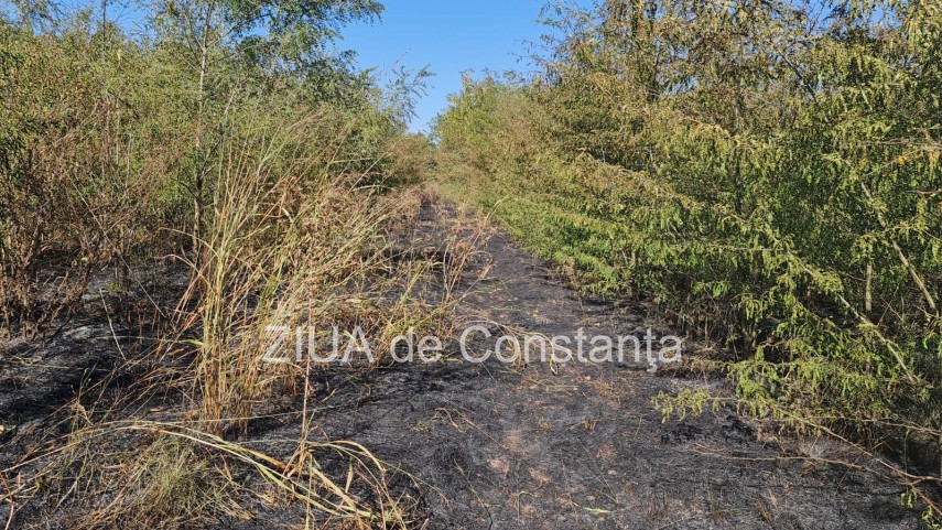 incendiu in padurea de la murfatlar judetul constanta 756929 incendiu in padurea de la murfatlar judetul constanta 756929