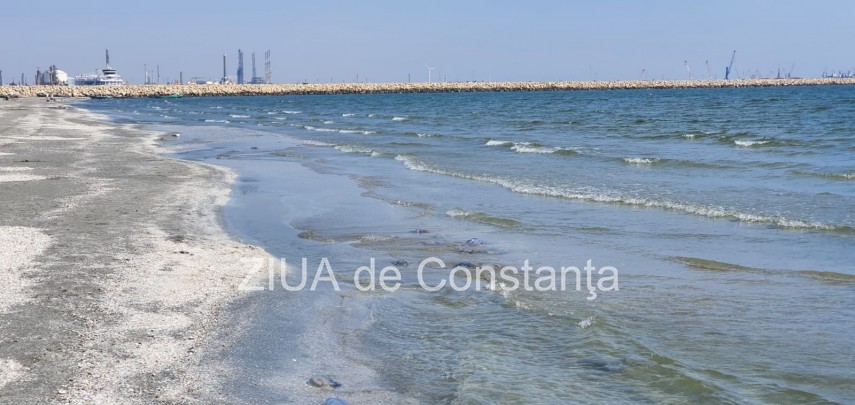 fotoreportaj invazie de meduze pe plaja in mamaia nord 758193 fotoreportaj invazie de meduze pe plaja in mamaia nord 758193