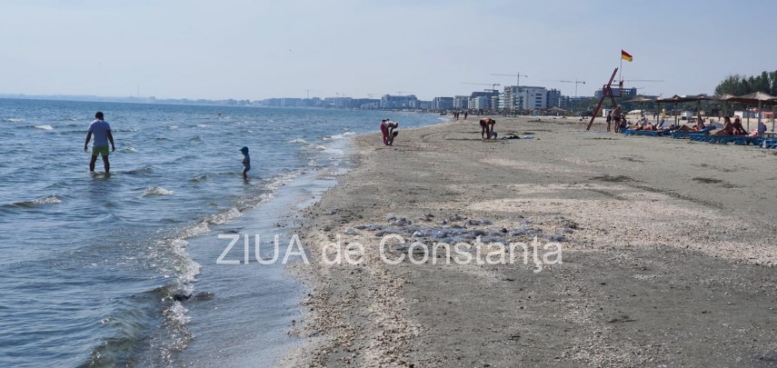 fotoreportaj invazie de meduze pe plaja in mamaia nord 758193 fotoreportaj invazie de meduze pe plaja in mamaia nord 758193