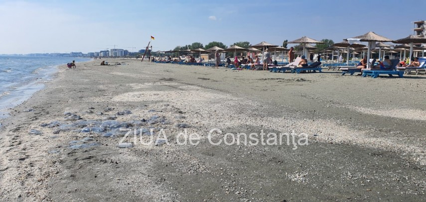 fotoreportaj invazie de meduze pe plaja in mamaia nord 758193 fotoreportaj invazie de meduze pe plaja in mamaia nord 758193