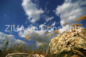 Centrulnatura.ro Este omul un omnivor?  