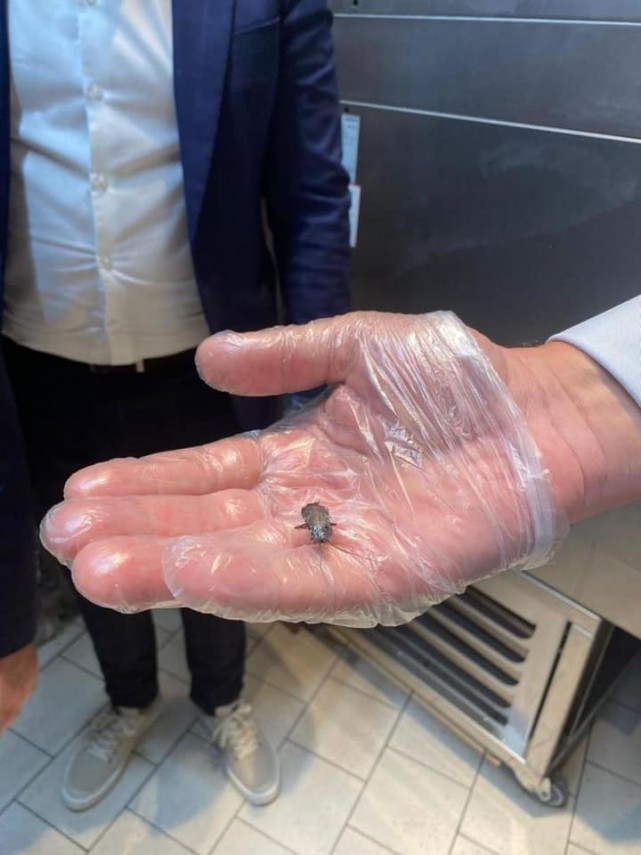 gandaci in laboratorul cofetarie vitrine sparte si produse expirate protectia consumatorilor a inchis gandaci in laboratorul cofetarie vitrine sparte si produse expirate protectia consumatorilor a inchis