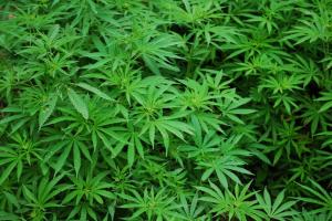 Prima ţară din Europa care a legalizat cultivarea şi posesia de canabis pentru uz personal