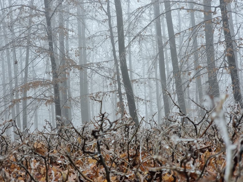 imagini impresionante dintr o padure din romania dupa o ploaie inghetata galerie foto 768586 imagini impresionante dintr o padure din romania dupa o ploaie inghetata galerie foto 768586